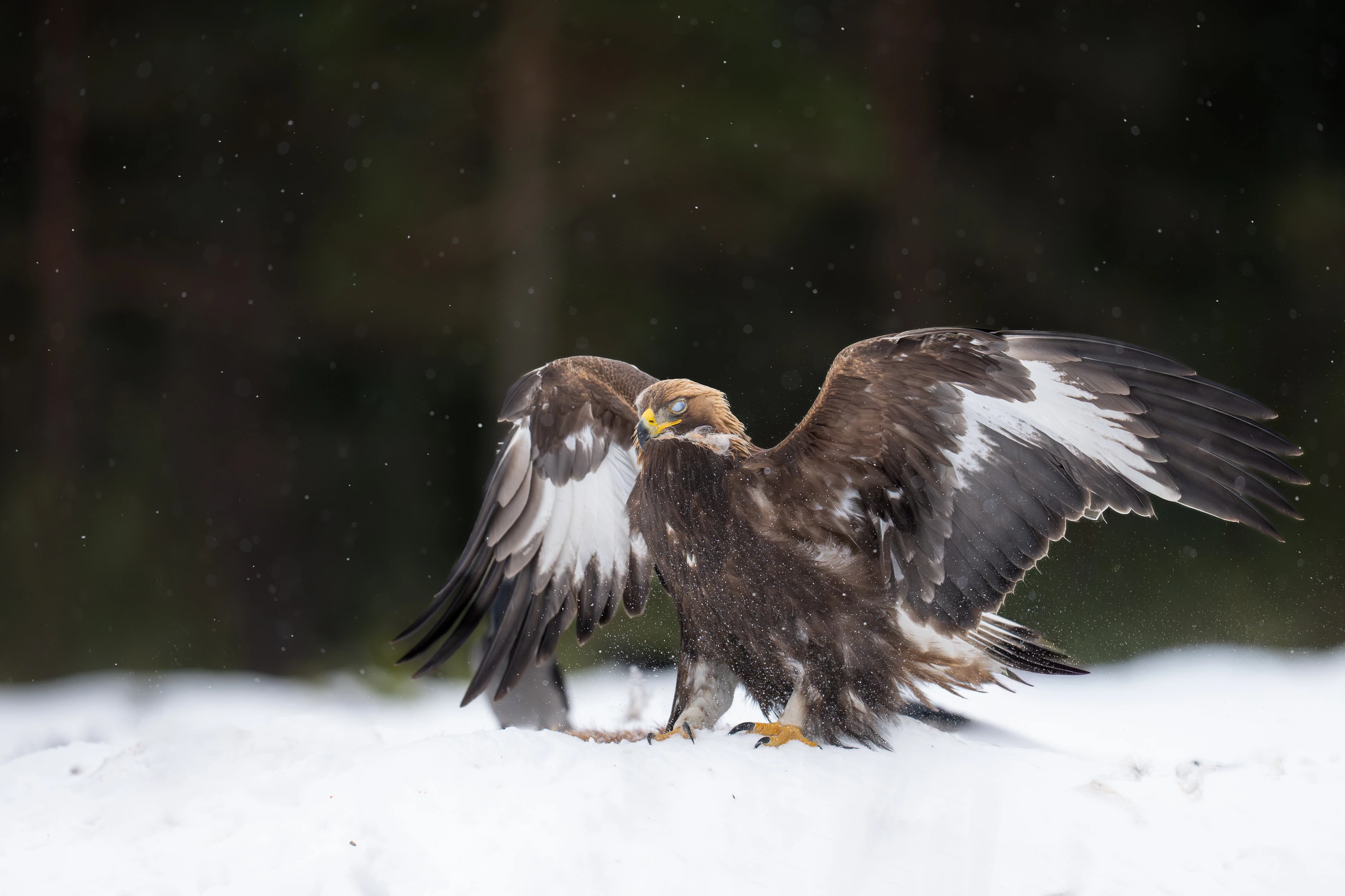 Wildlife Gallery gallery image 6